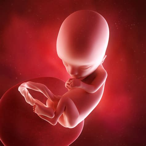Les malaises des premières semaines peuvent surprendre puisqu'ils sont nombreux et qu'ils varient beaucoup d'une femme à l'autre, et d'une grossesse à l'autre. 13 semaines de grossesse - La grossesse semaine par semaine
