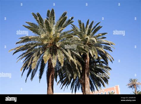 Large Palm Trees In Las Vegas Nevada Usa Stock Photo Alamy