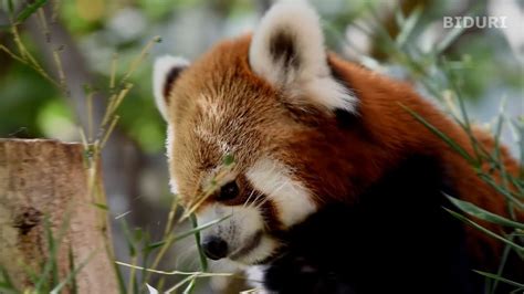 레서판더랫서팬더 레시 에버랜드 주토피아 동물원 Red Panda Resi Korea Everland