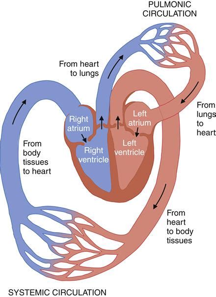 Direction Of Blood Flow