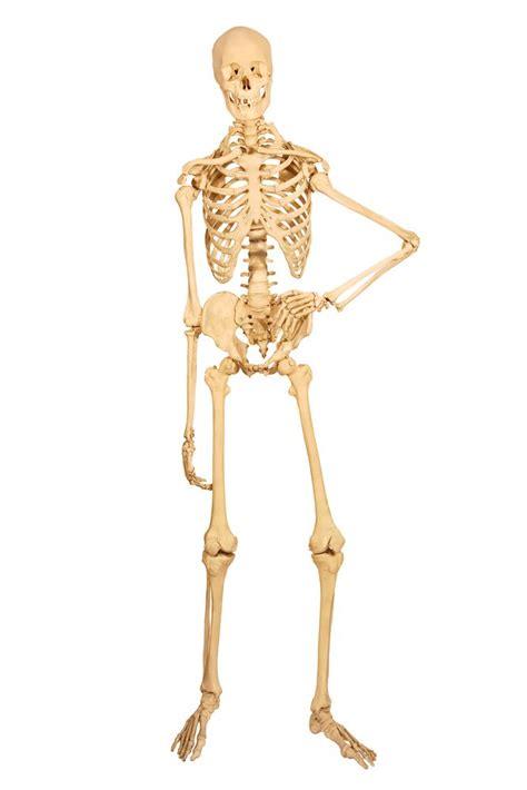 They make up the chest bones. 11 Surprising Facts About the Skeletal System | Live Science