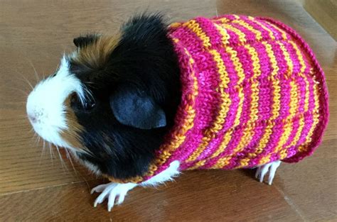 Knit an easy guinea pig sweater with my latest pattern! Pin on Knit and crochet