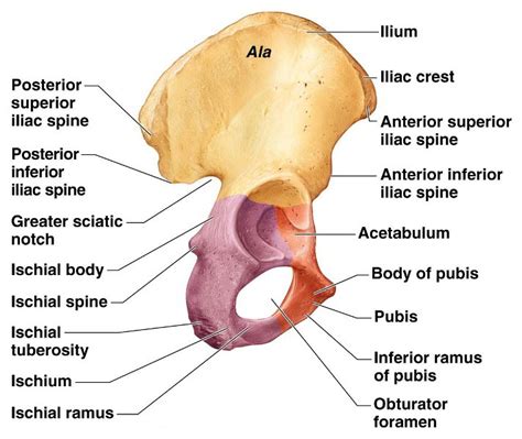 Hip Bone Anatomy Bone And Spine