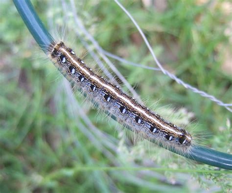 Eastern Tent Caterpillar Moth Flickr Photo Sharing