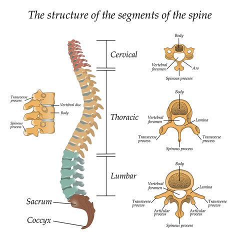 A Visual Guide To Your Spinal Anatomy