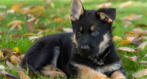 German owned and operated kennel with over twenty years experience. German Shepherd Dog Breed Information Center
