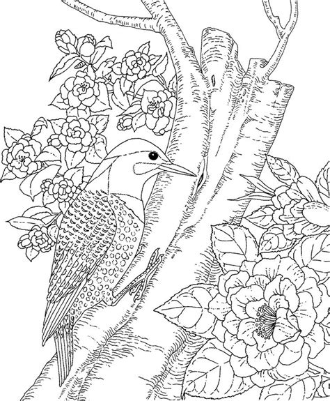 Detailed Bird Coloring Pages at GetDrawings | Free download