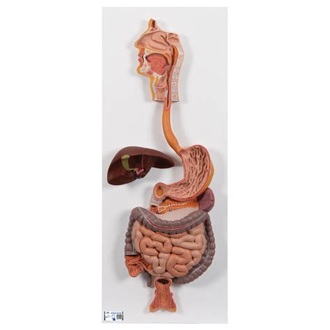 Anatomical Teaching Models Plastic Human Digestive Models Digestive