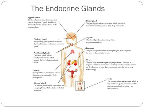 Ppt Endocrine System Powerpoint Presentation Free Download Id2780805