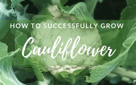 How To Grow Cauliflower Plants How To Grow Cauliflower From Seed To