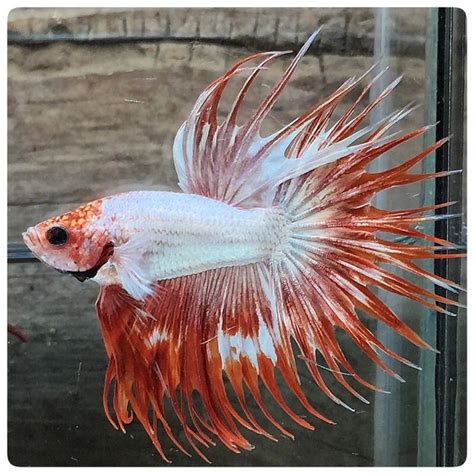 Your betta red stock images are ready. AquaBid.com - Crown White dragon fire(1687) (With images ...