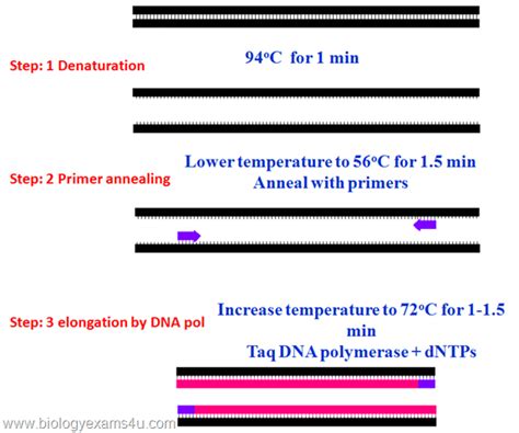 Molecular biology techniques allow the detection of minute amounts of nucleic acids (dna, rna) in a biological specimen. PCR short notes - Definition, Requirements, Steps and ...