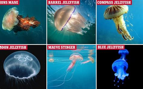 13 Different Types Of Jellyfish You Should Know