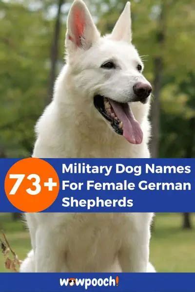 73 Military Dog Names For Female German Shepherds Wowpooch
