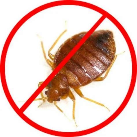 Bed Bug Treatment Bed Bugs Pest Control Service Provider From Ghaziabad