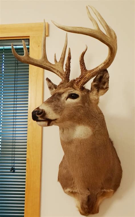 Whitetail Deer Shoulder Mount 6x5