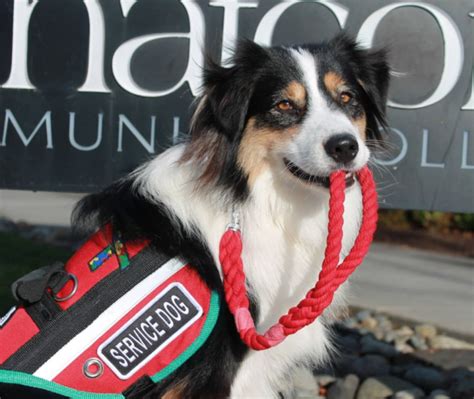 Can The Australian Shepherd Be A Service Dog Everything You Need To