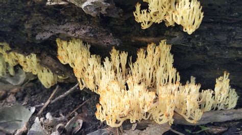 Iowa Grown Crown Tipped Coral Mushrooms Youtube