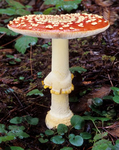 California Fungi Amanita Muscaria