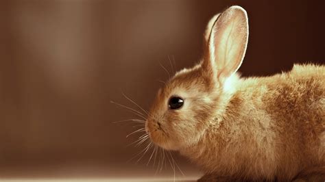 1920x1080 Wool Rabbit Bunny Eyes Ears Animals Bunny