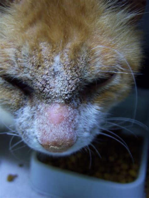 Scabies In Cat Toxoplasmosis