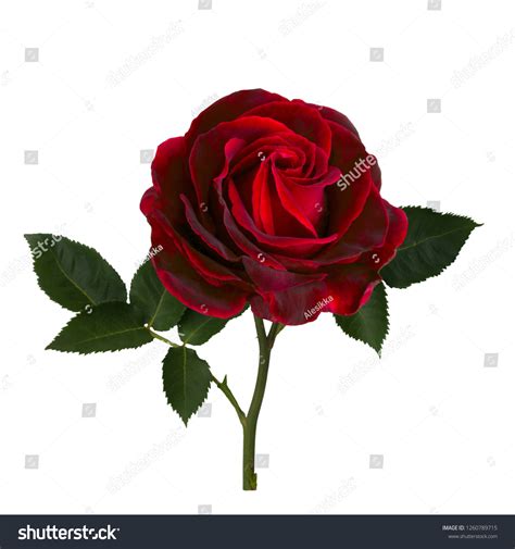 Bright Red Rose Green Leaves Isolated Stock Photo 1260789715 Shutterstock