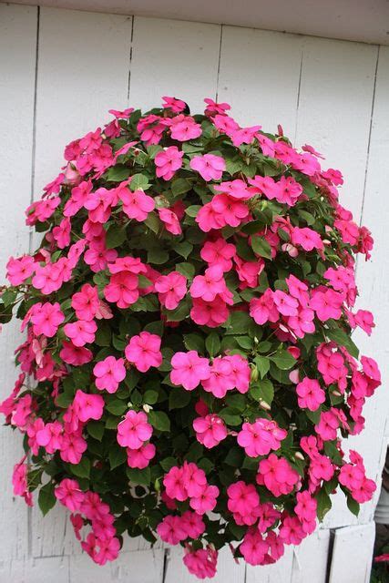 Hanging plant baskets bring an unmatched elegance to an area, be it outdoors or indoors. Container Plant | Container flowers, Hanging flowers ...