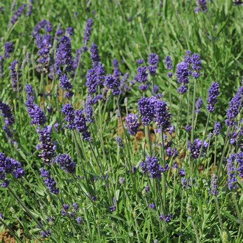 Lavender Hidcote Garden Ready J Parker Dutch Bulbs