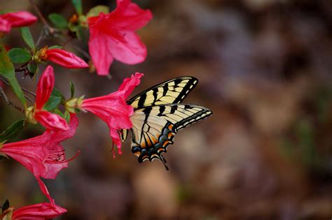 Swallowtail Butterfly On Azalea Blossoms Behance
