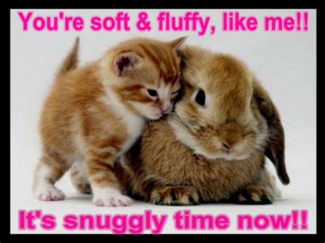 Funniest animal pictures quote with images. Funny Animals With Quotes 1 Desktop Background ...