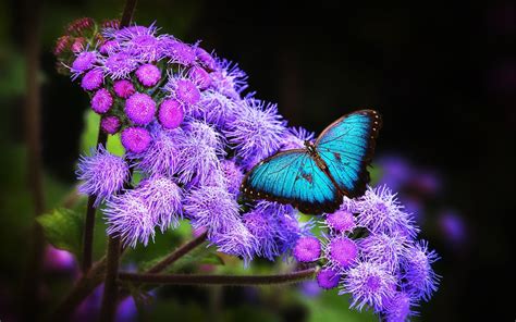 Teal Butterfly And Purple Cluster Petal Flowers Butterfly Hd Wallpaper