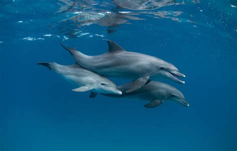 Wallpaper Sea The Ocean Dolphins Under Water Images For Desktop