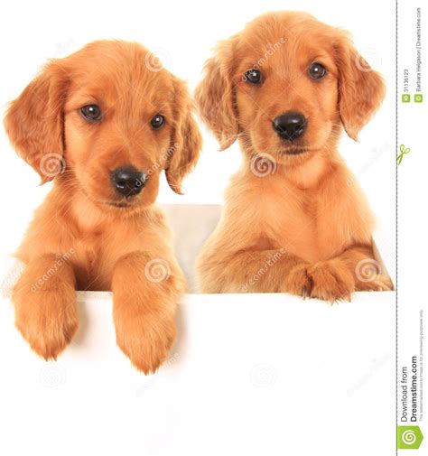 Purple, one of our three male golden irish puppies. Golden Irish Puppies Stock Photos - Image: 31136123