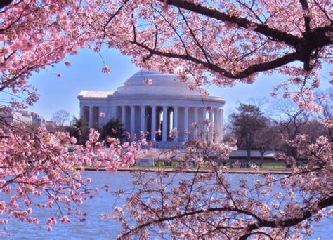 National Cherry Blossom Festival Washington Dc 2015