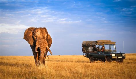 Africa safaris: safari company - Uganda safaris & tours
