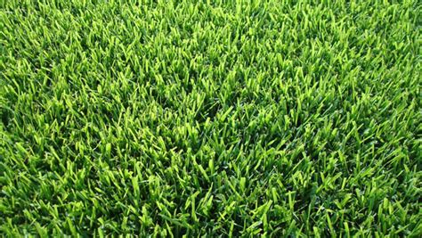 Zoysia planting can also be done in early fall, but make sure to plant at least 60 days before the first fall frost. Which Types of Grass Should I Plant in Austin?