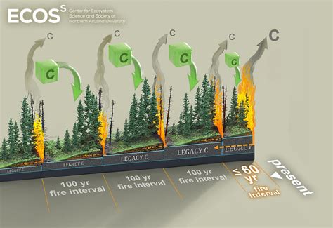 More Frequent Fires Could Dramatically Alter Boreal Forests And Emit