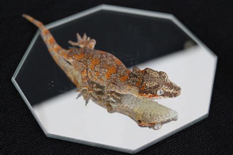 Orange Blotch Gargoyle Gecko By Klw Reptiles Morphmarket