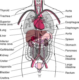 Of internal organs of a woman, diagram of internal organs on left side. HEALTH: July 2010