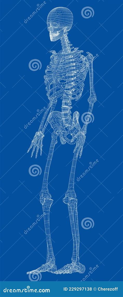 Human Skeleton Vector Stock Vector Illustration Of Background 229297138
