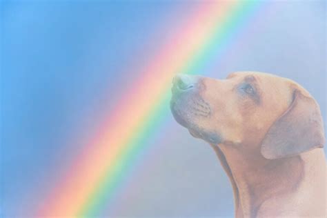 Crossing The Rainbow Bridge Meaning And Coping Advice Hepper
