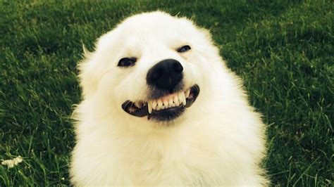 21 Dog Smiles Guaranteed To Make Your Day