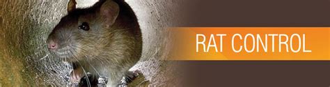 Rodent Pest Control Rat Control Service Dmr Pestokill Bengaluru
