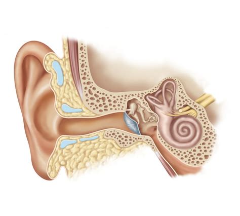 Ear Anatomy Illustration By Kristen Wienandt Marzejon Medical