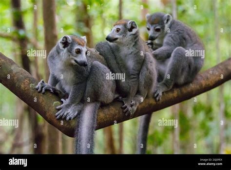 Madagascar Ankarana Ankarana Reserve Crowned Lemurs Stock Photo Alamy