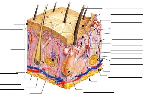 Layers Of The Skin Diagram Quizlet