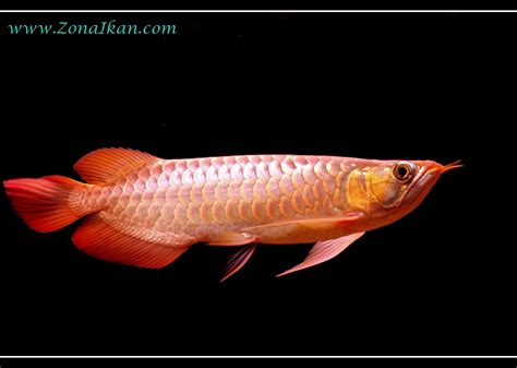 Bentuknya yang unik dengan warna yang indah menjadikan ikan louhan. http://www.zonaikan.com/2013/01/jenis-jenis-ikan-hias-air ...