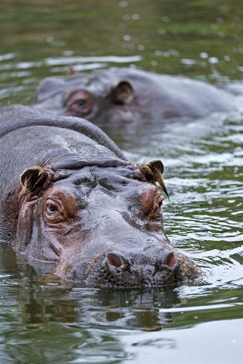 Magical Nature Tour Photo Jungle Animals Animals Beautiful Hippo