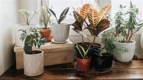 12 Low Maintenance Houseplants Even Beginners Can Keep Alive Verve Times