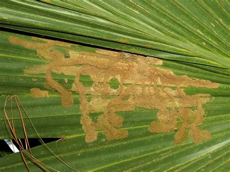 8 Palm Tree Diseases And How To Treat Them Rhythm Of The Home